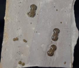 Trilobiten - USA - Peronopsis interstricta (WHITE 1874)